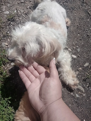 vand bichon maltez - imagine 2