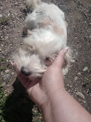 vand bichon maltez - imagine 3