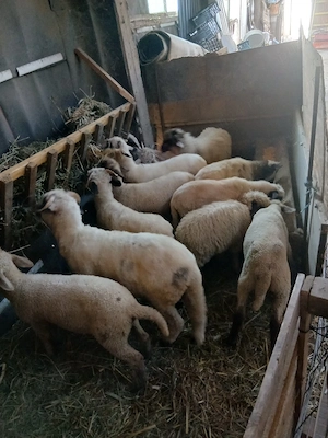 vând  10 mele de tinut 