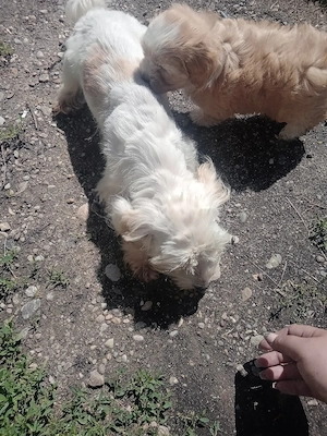 vand bichon maltez