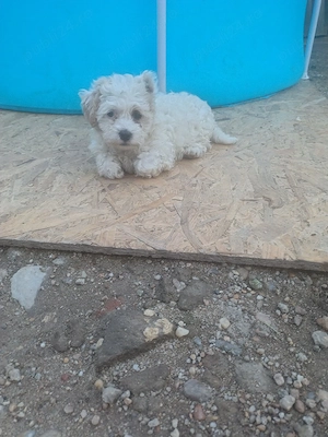 Bichon maltez  - imagine 2