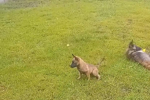 ciobănesc belgian malinois 