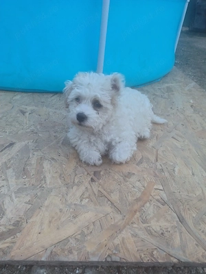 Bichon maltez