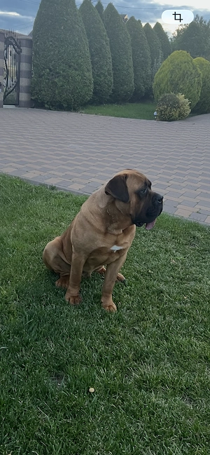 Cane Corso mascul cu pedigree  - imagine 2