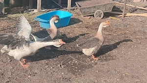 vând urgent 5 găste ouătoare 