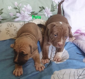 pui rasa APBT - imagine 3