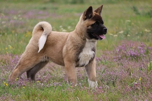 Akita american rasa pura  - imagine 4