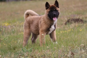 Akita american rasa pura  - imagine 2