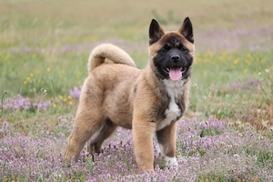 Akita american rasa pura 