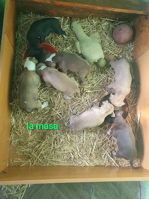 pui rasa APBT - imagine 4