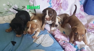 pui rasa APBT - imagine 2