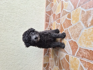 Disponibil Pumi Unguresc - imagine 2