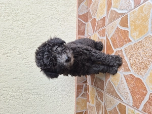Disponibil Pumi Unguresc
