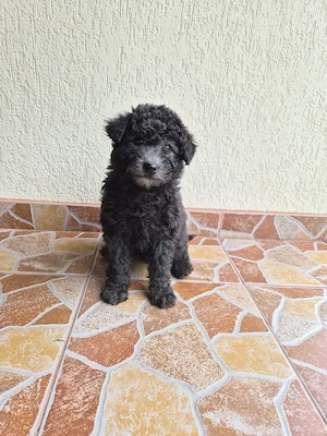 Disponibil Pumi Unguresc - imagine 2