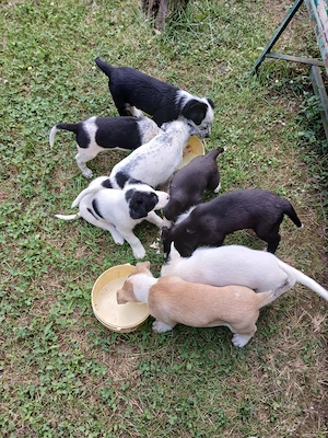 Câini pentru adopție  - imagine 2