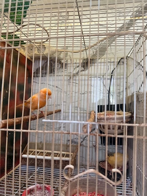 De vînzare două femele canari timbrado  - imagine 4
