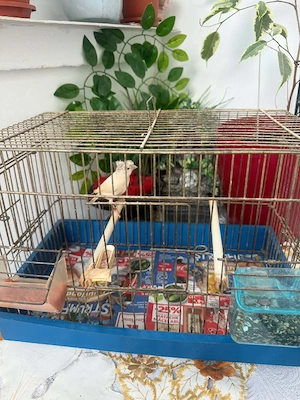 De vînzare două femele canari timbrado 