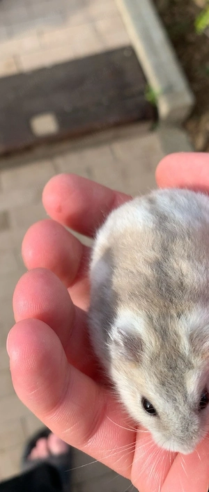 vand 2 hamsteri cu cusca - imagine 5