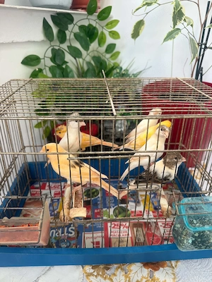 De vînzare canari timbrado tineret 2026 