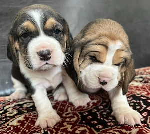 căței beagle 