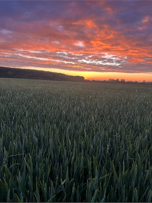 iau in arenda pamant agricol 