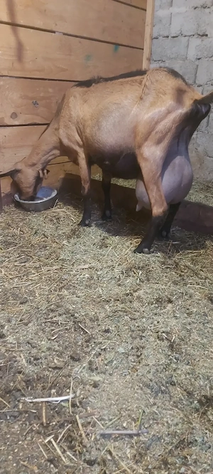 Capra  alpina franceza 