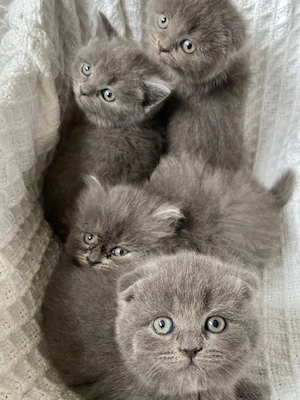 puiuti superbi british si scottish fold
