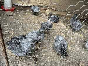 Vand 6 pui araucana albastra 
