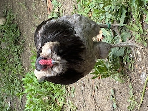 Vand cocos araucana favoriti albastru 2025