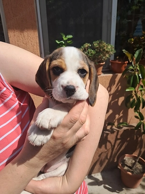 Beagle  de vânzare