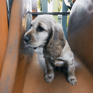 Pui coker spaniel auriu cu carnet de sanatate, vaccinat conform schemei, pret 1500 lei - imagine 2