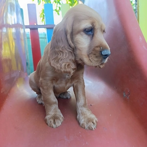 Pui coker spaniel auriu cu carnet de sanatate, vaccinat conform schemei, pret 1500 lei - imagine 5