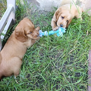 Pui coker spaniel auriu cu carnet de sanatate, vaccinat conform schemei, pret 1500 lei - imagine 4