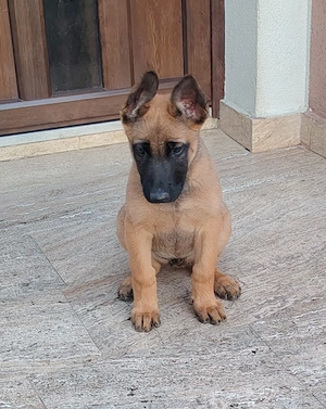 Ciobanesc belgian -Malinois  - imagine 3