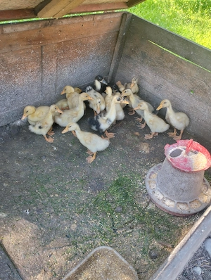  Bobocii rață,rate, găini 