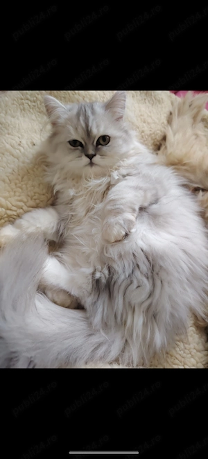 Pisica persană chincilla silver shaded - imagine 4