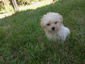 Vând căței bichon mini toy! Zona Dolj, comuna Melinești!  - imagine 4