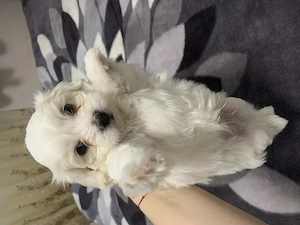 Bichon 2 luni cauta o familie iubitoare  - imagine 2