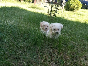 Vând căței bichon mini toy! Zona Dolj, comuna Melinești!  - imagine 3