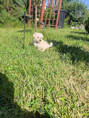 Vând căței bichon mini toy! Zona Dolj, comuna Melinești!  - imagine 5