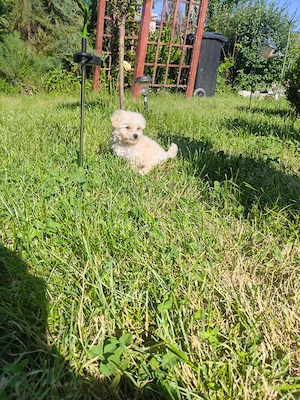 Căței bichon maltez mini toy originali!  - imagine 4