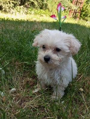 Vând căței bichon mini toy - imagine 2