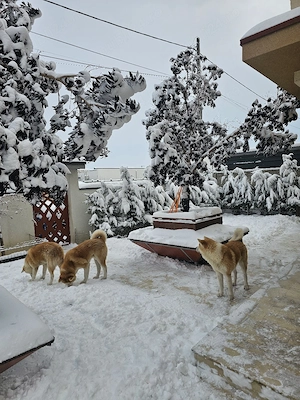 Donez căini Achita ynu