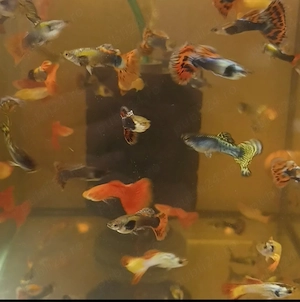 Guppy de vânzare 6 lei - imagine 5