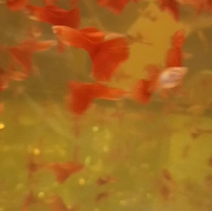 Guppy de vânzare 6 lei - imagine 4