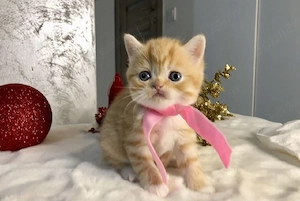 British Shorthair Orange  - imagine 3