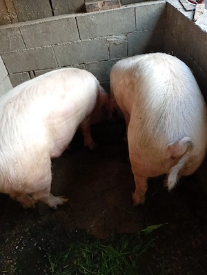 porci de vanzare - imagine 4