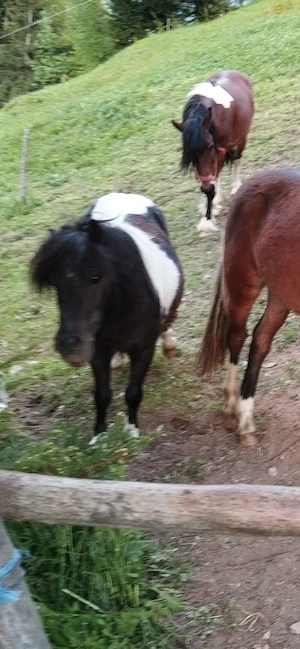 Ponei tărcat  foarte cuminte 