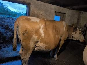 Vând vaca pentru abator o doare picioru - imagine 3