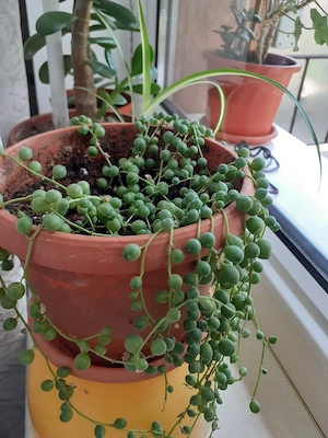 Plante la ghiveci suculente